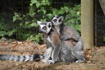 Fototapeta premium Lemur