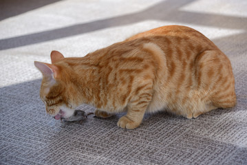 Ginger cat lunch