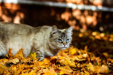 street cat