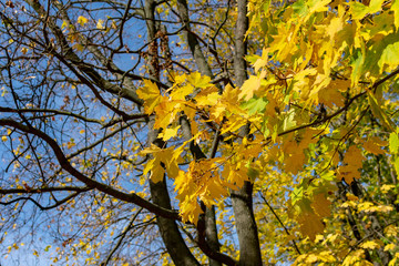 Yellow maple leaves on a background of blue sky and trees on a sunny autumn day