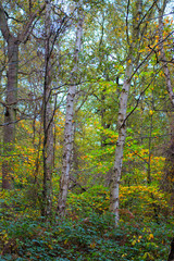 Fototapeta premium Clumber Park autumn trees. Autumnal colours - tree in woodland. Background nature forest scene.