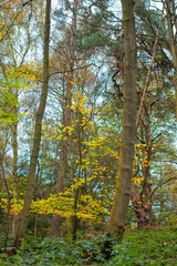 Clumber Park autumn trees. Autumnal colours - tree in woodland. Background nature forest scene.