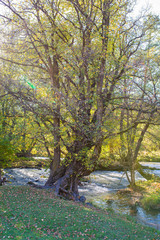 Scenic view of an old beech tree near Olt river at autumn in Transylvania, Romania, vertical shot with visible lens flare.