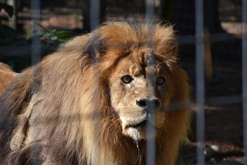 Lion in Wildlife Sanctuary