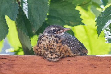 Fledgling Portrait