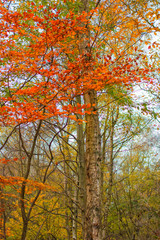 Clumber Park autumn trees. Autumnal colours - tree in woodland. Background nature forest scene.