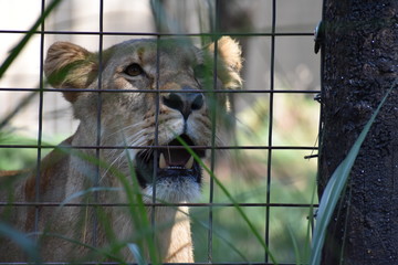 Female Lion in Wildlife Sanctuary