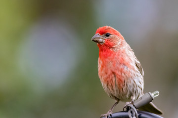 House Finch