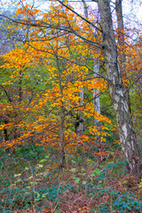 Clumber Park autumn trees. Autumnal colours - tree in woodland. Background nature forest scene.