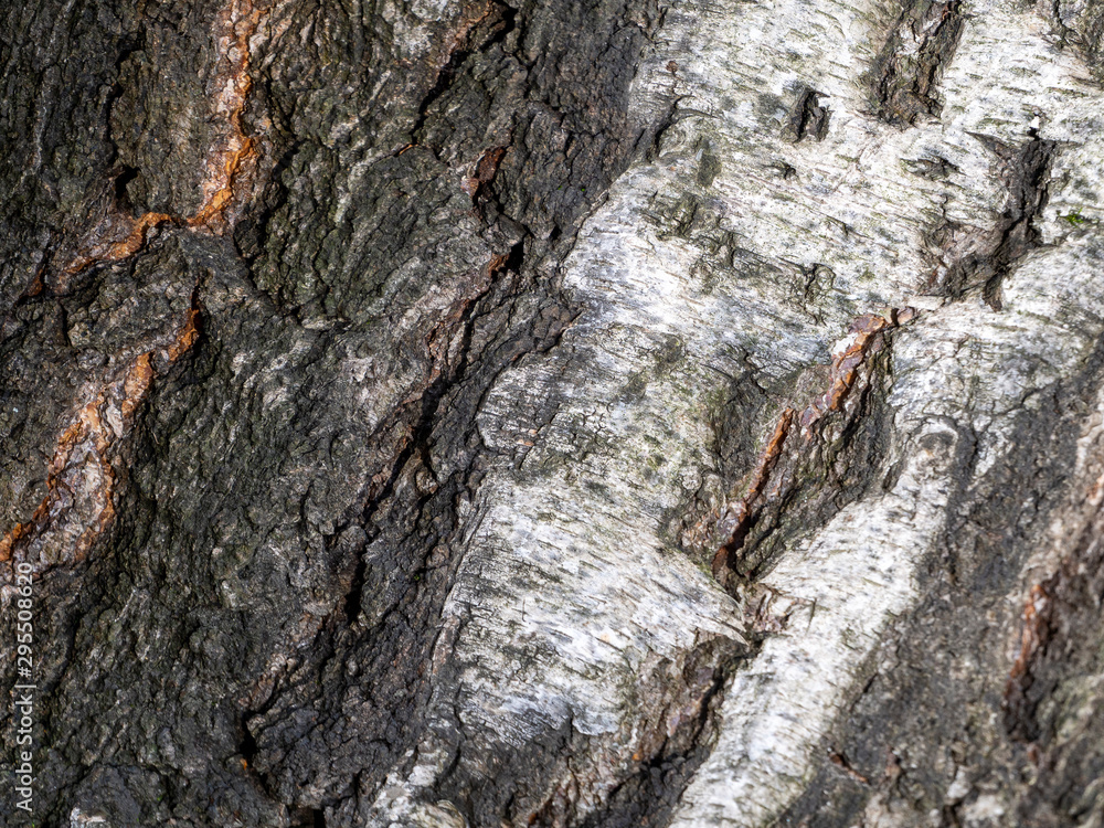 Poster irregularities and cracks cross the birch bark diagonally and create an interesting pattern