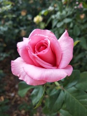 pink rose in garden