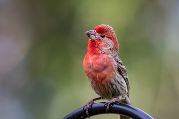 House Finch