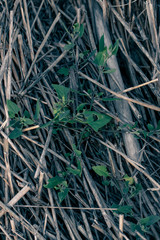 Dead Sticks and Twig Straws Texture