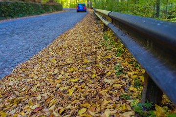 Yellow, brown , green beech wood leaves near a cobblestone road, passing car , focus on the parapet...