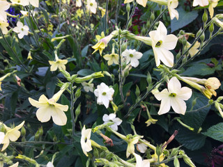 Obraz premium White flowers in the garden in summer. 