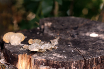 Old wooden stump with white mushrooms.
