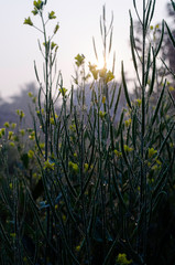 Fototapeta premium field of yellow flowers