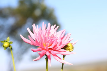 pink flower on a background of blue sky