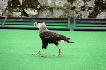 Caracara huppé entrain de marcher