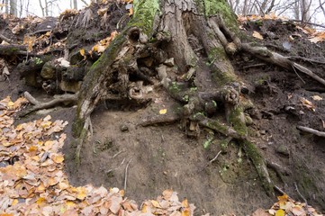 Natural disaster-a landslide that destroys the roots of trees, which leads to the death of the forest