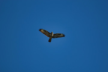 Ein Greifvogel fliegt vor blauem Himmel, Bussard Mäusebussard buteo buteo