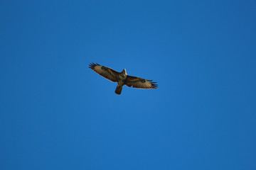 Ein Greifvogel fliegt vor blauem Himmel, Bussard Mäusebussard buteo buteo