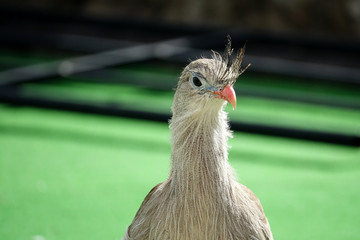 Cariama Huppé