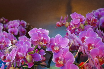 Fototapeta na wymiar Flower shop phalaenopsis potted plant