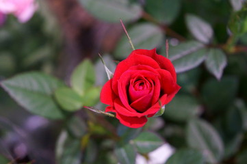 Red rose in botanical garden