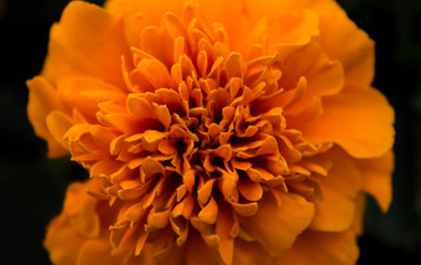 Orange flower macro