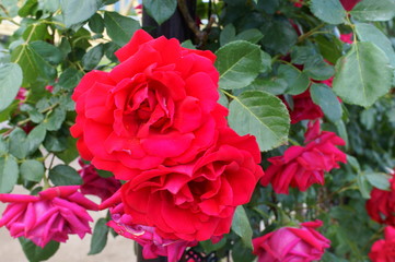 Red rose in botanical garden
