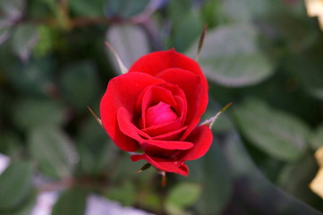 Red rose in botanical garden