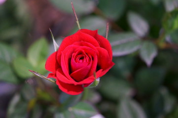 Red rose in botanical garden