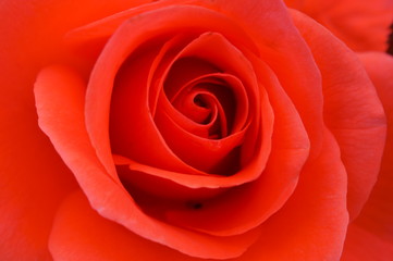 Fototapeta na wymiar Red rose in botanical garden