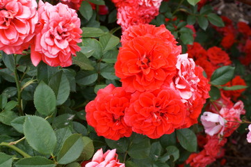 Red rose in botanical garden