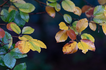 Fall colored leaves in forest