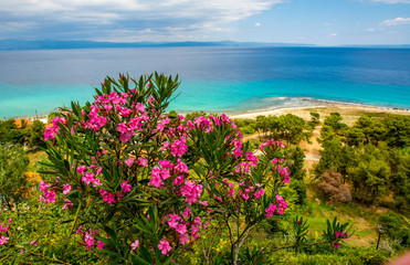 Oleander flower on the beach in Greece