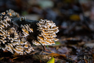 Mushrooms growing on wood in forest