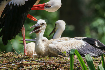 Weißstorch im Nest