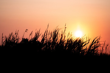 Silhouette Plants during Sunset