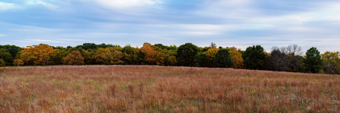 Fall Tree Line