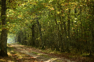autumn in the forest