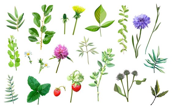 Blades of grass, flowers, and plant leaves. set of color illustrations on a white