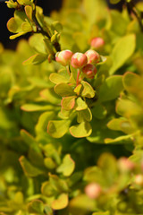 Japanese barberry Tiny Gold