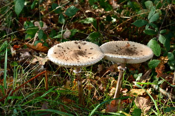 mushroom in the forest