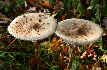 mushroom in the forest