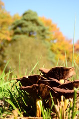 mushrooms in the grass