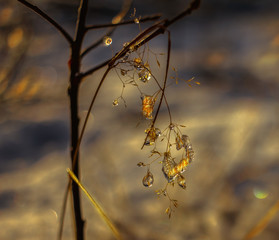 Small glittering drops of ice in the backlight