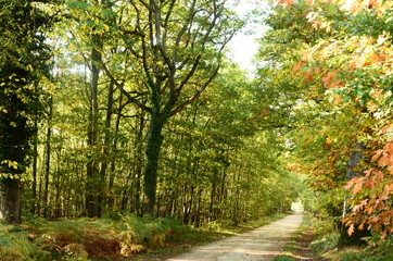 road in forest
