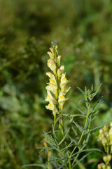 Common toadflax